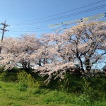 桜